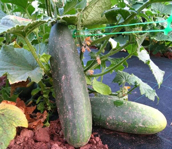 Pepino de país