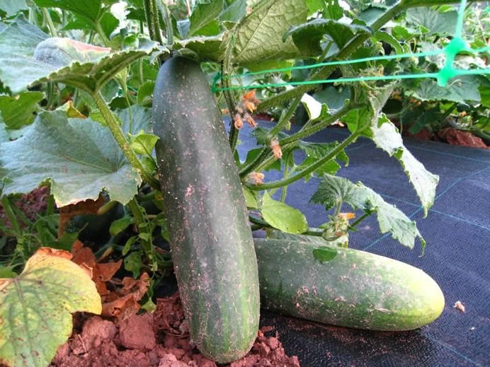 Pepino de país