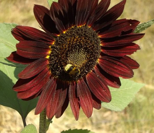Girasol de jardín flor purpura
