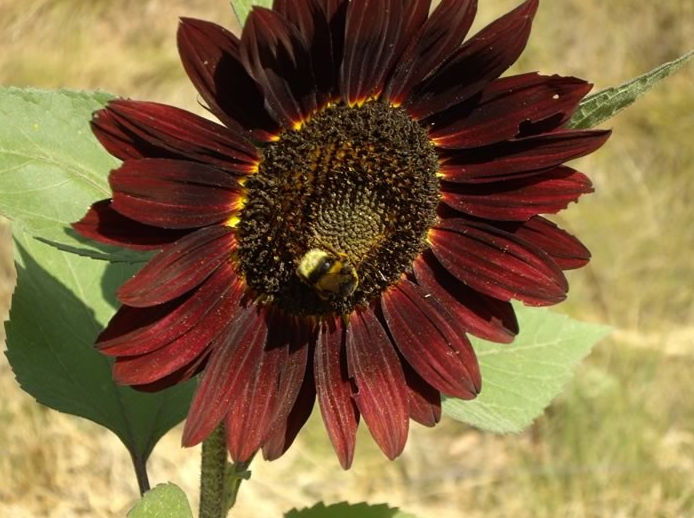 Girasol de jardín flor purpura