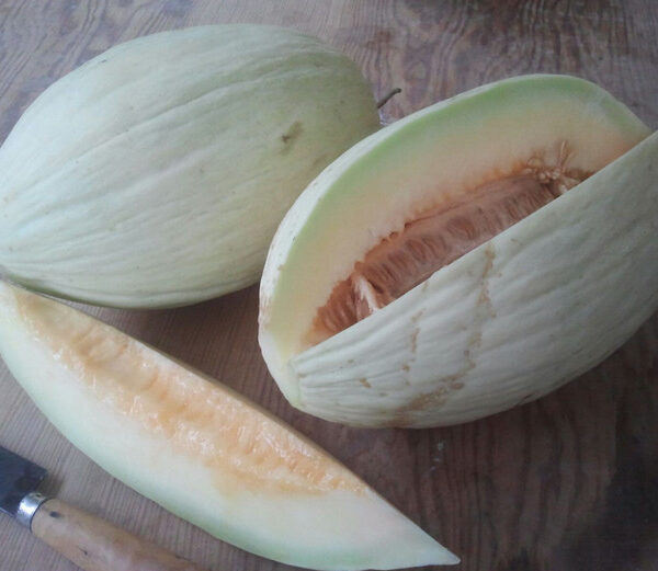 Melón blanco