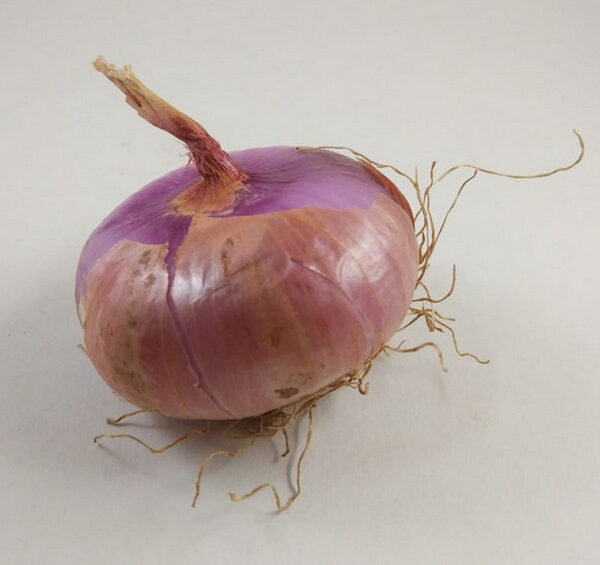Cebolla roja sangre de Buey del Maresme