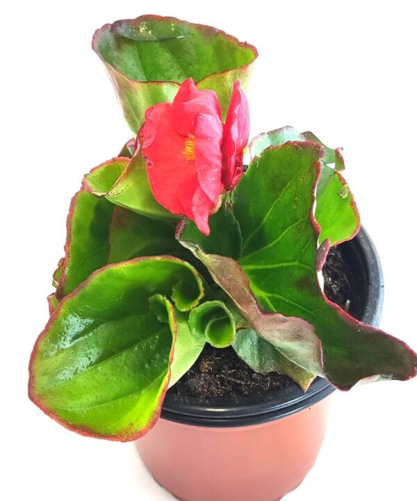 Begonia roja hoja verde
