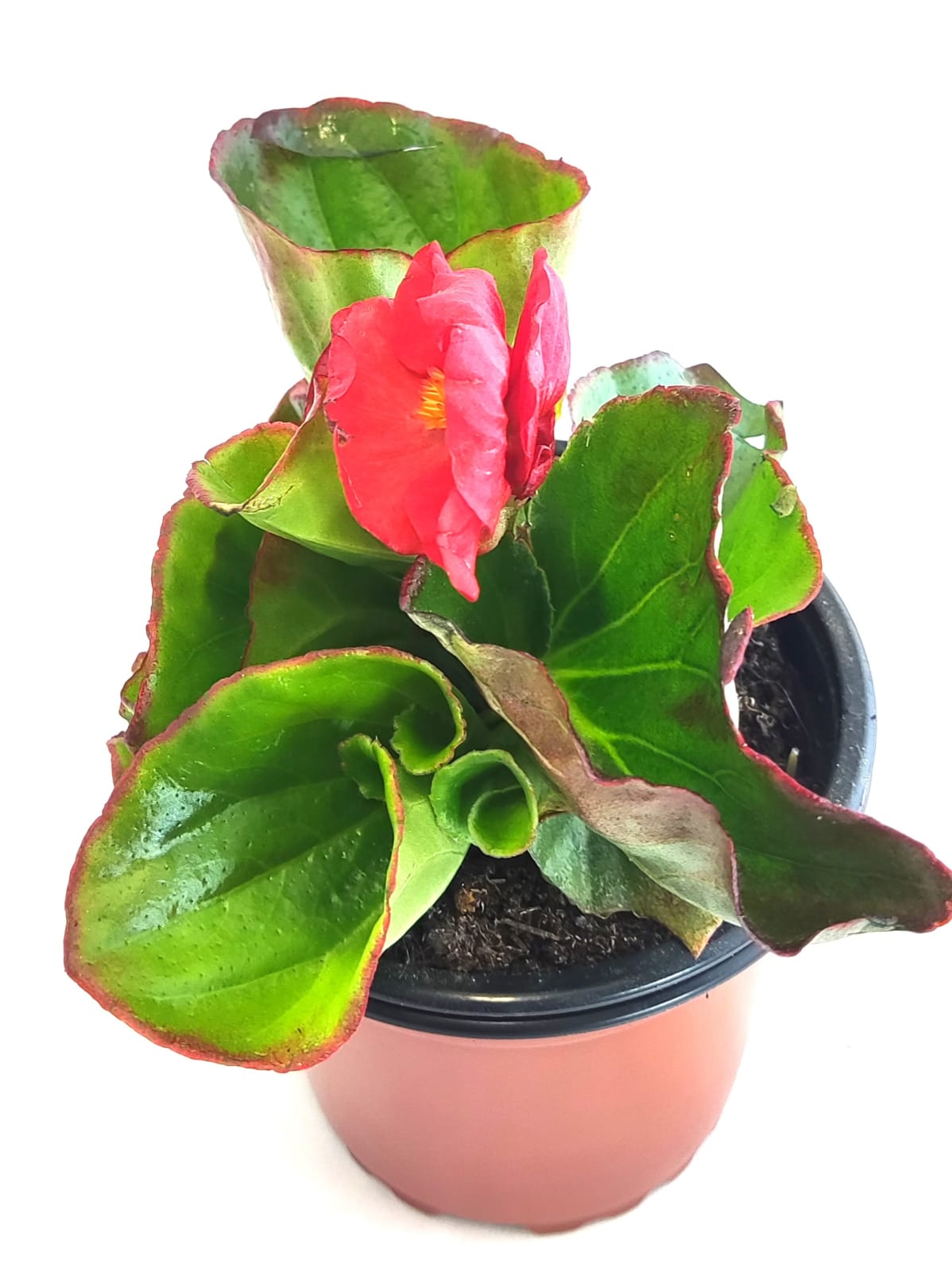 Begonia roja hoja verde