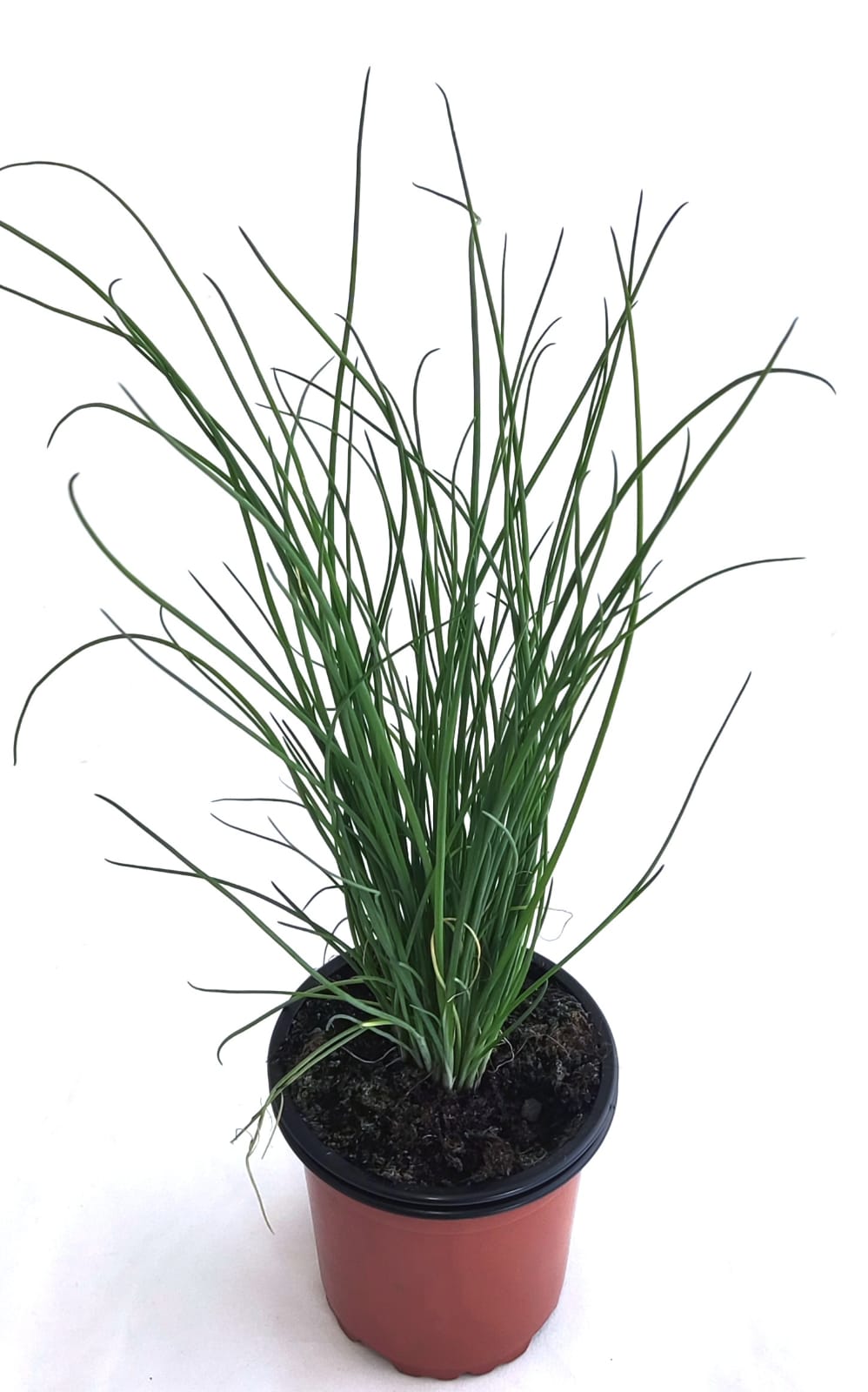 Cebollino de Siberia