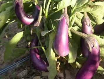 Berenjena galáctica azul/violeta