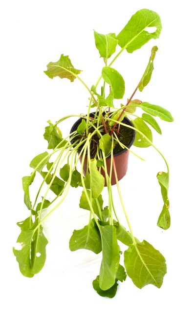 Acederilla