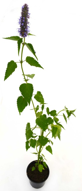 Agastache flor lila