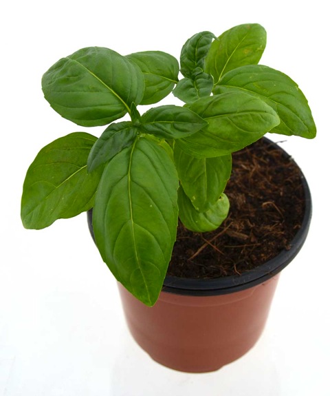 Albahaca hoja ancha "pesto"