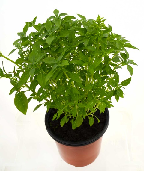 Albahaca de hoja estrecha