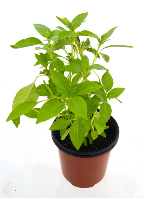 Albahaca sabor limón
