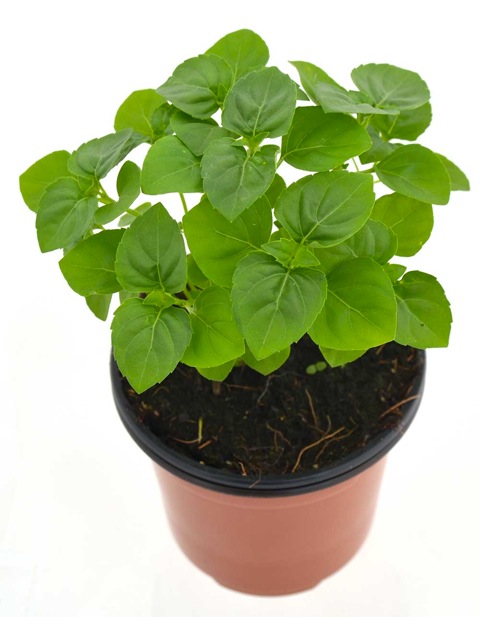 Albahaca perenne