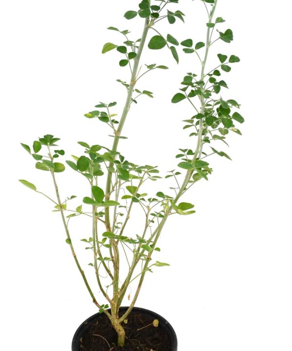Alfalfa