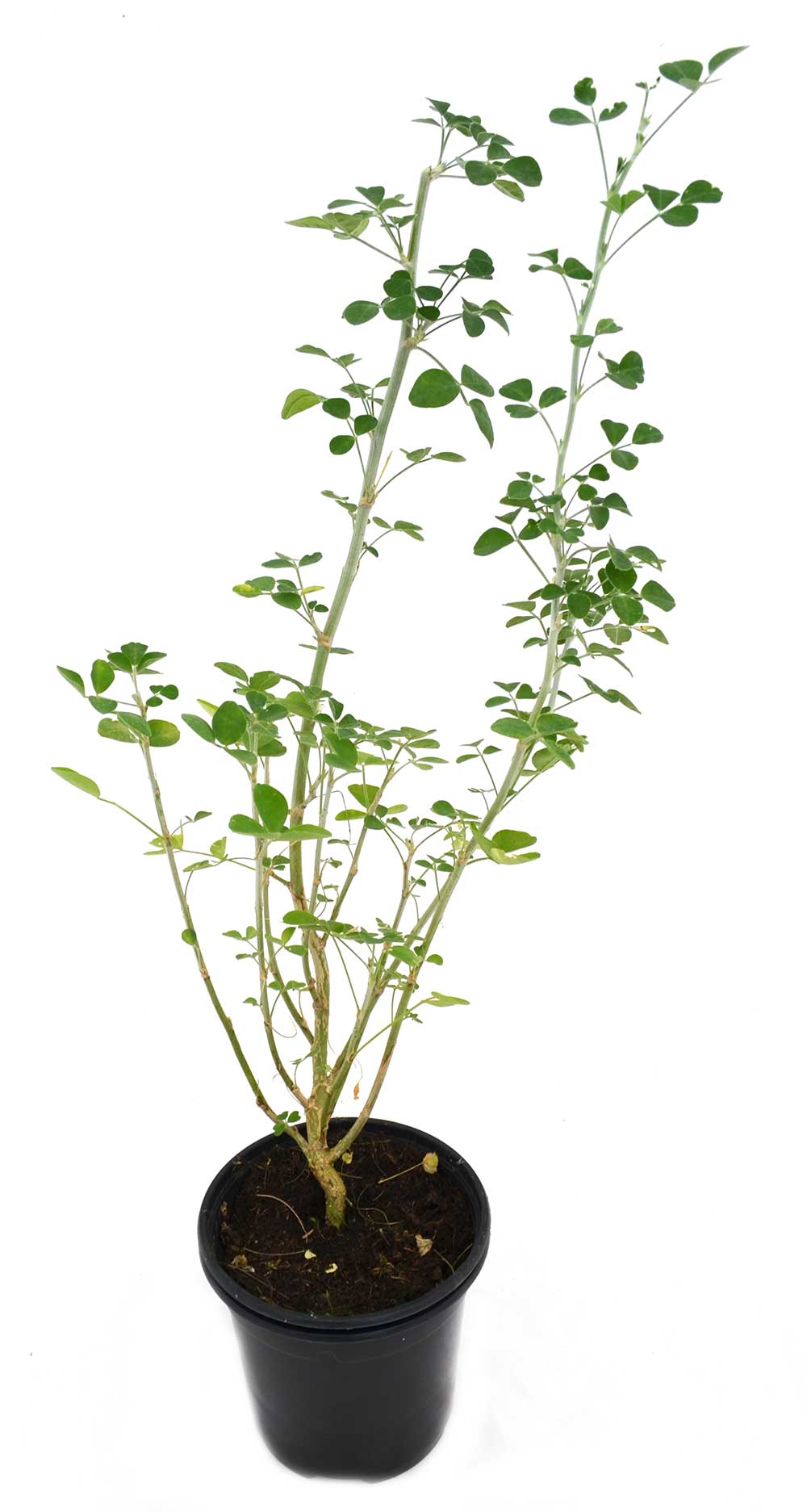 Alfalfa