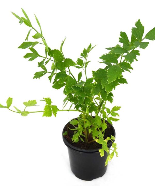 Apio PERENNE silvestre