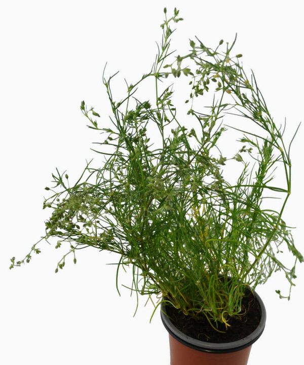 Arenaria roja