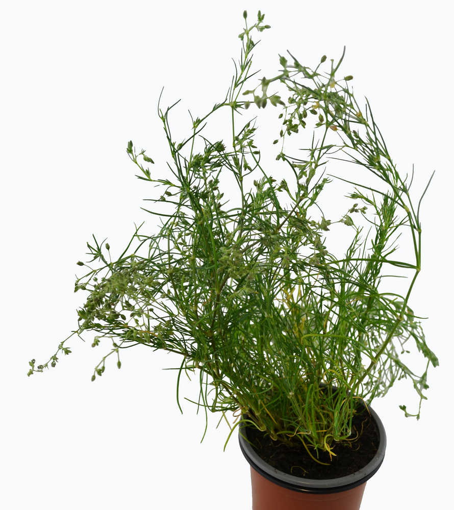 Arenaria roja