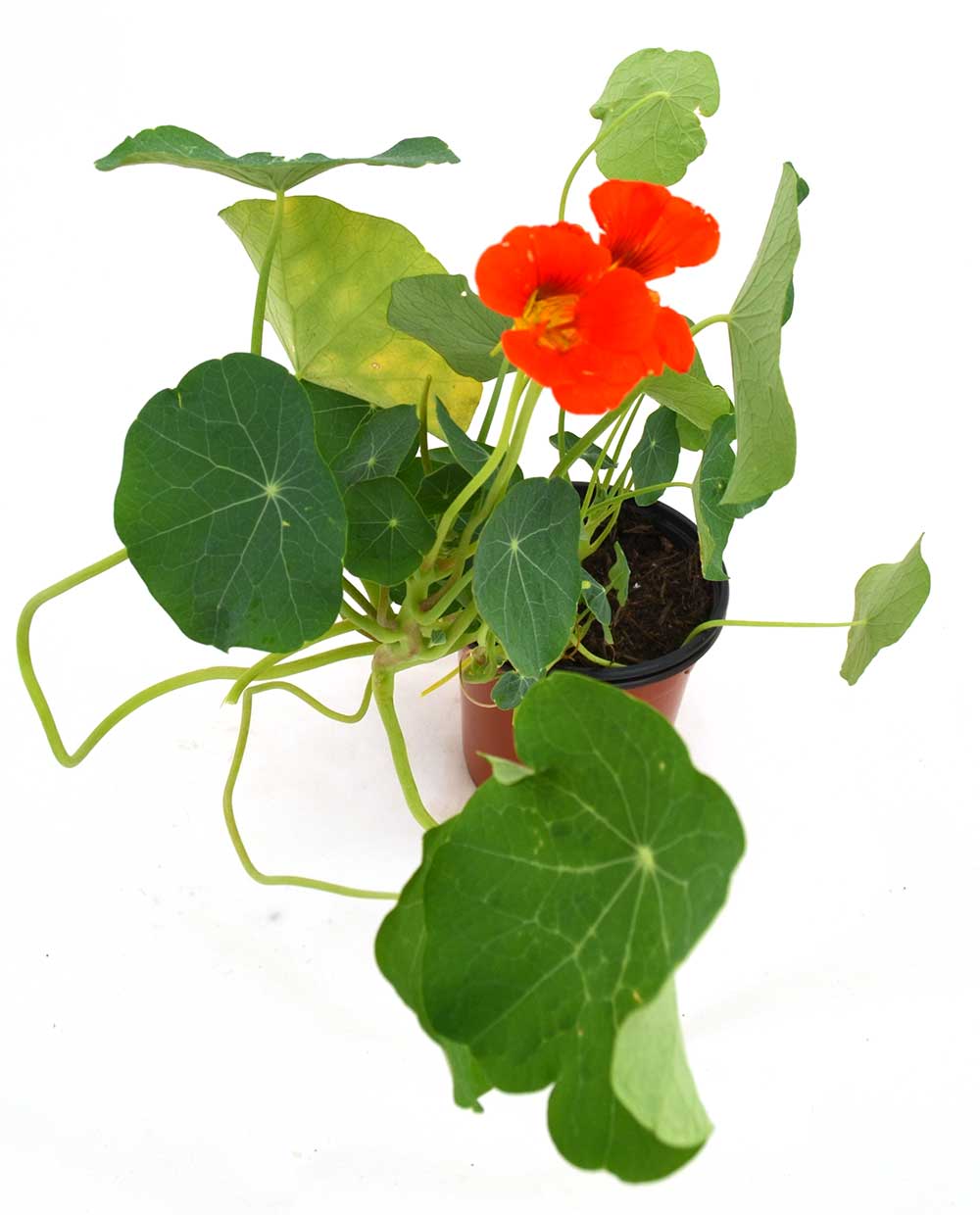 Capuchina