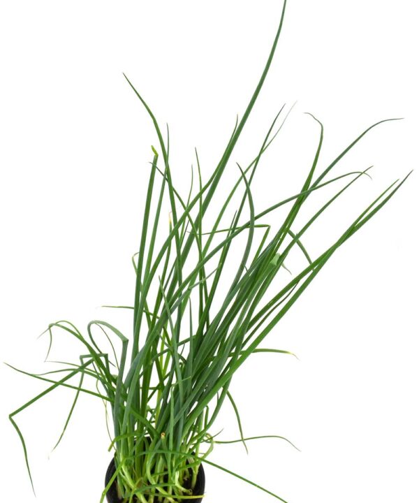 Cebollino