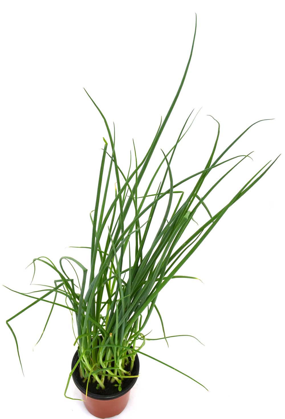 Cebollino