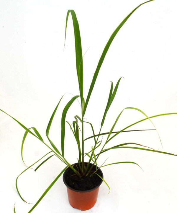 Citronela