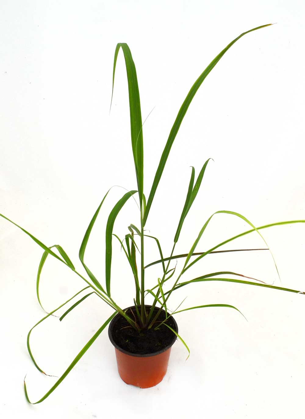 Citronela