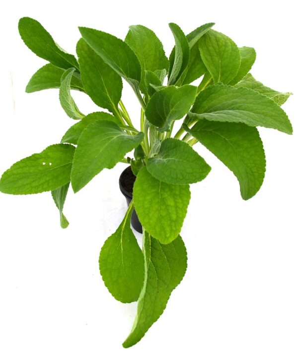 Digitalis - Dedalera