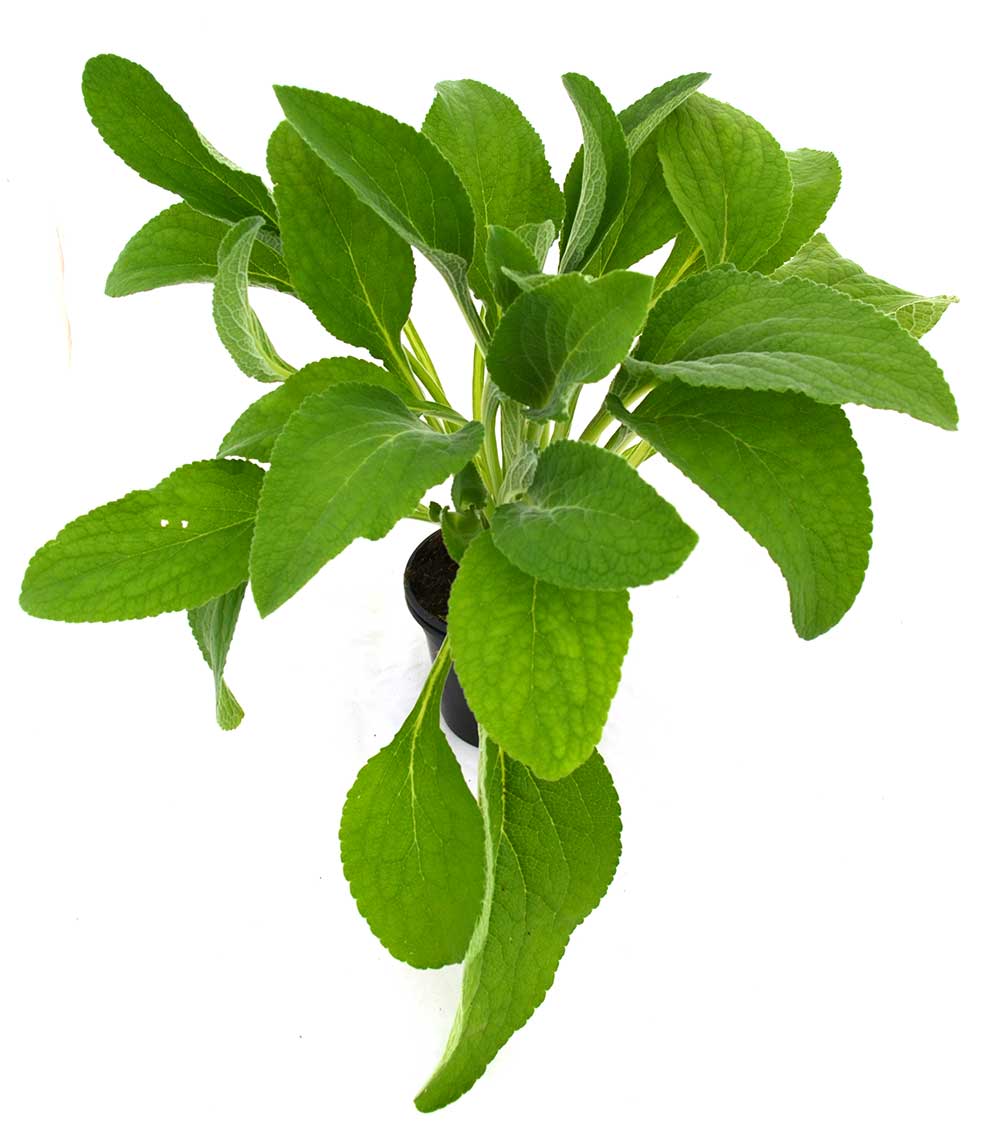 Digitalis - Dedalera