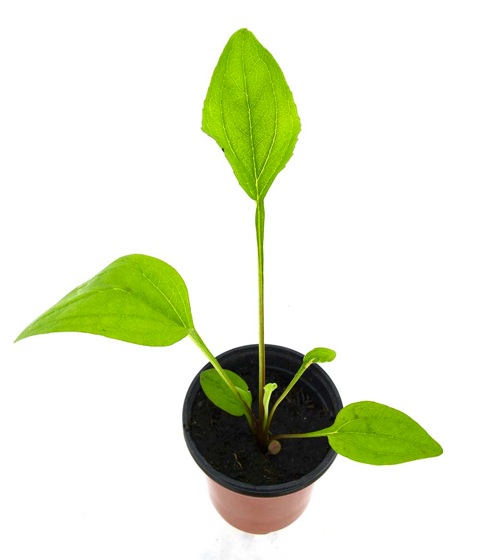 Equinácea purpurea