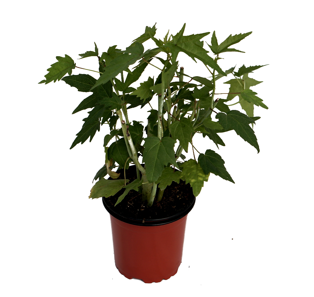 Hibiscus - (Estrella de Texas) flor roja