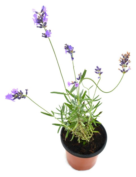 Lavanda officinalis
