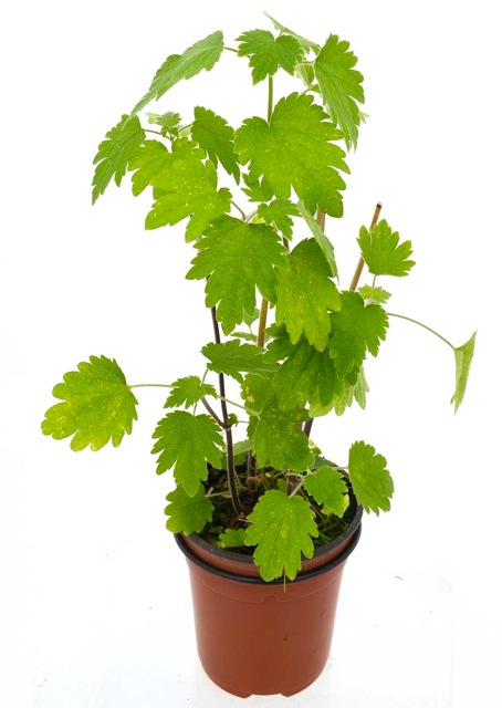 Agripalma