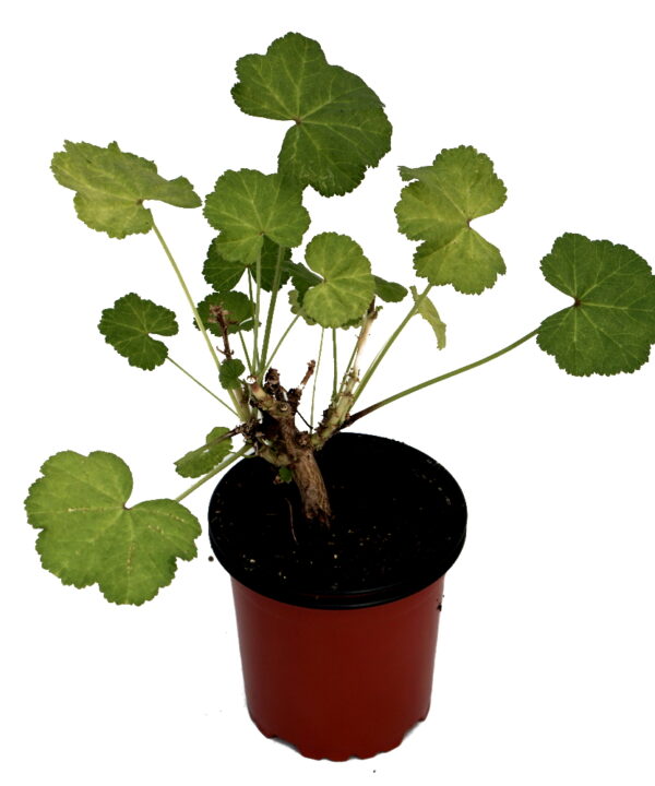 Malva