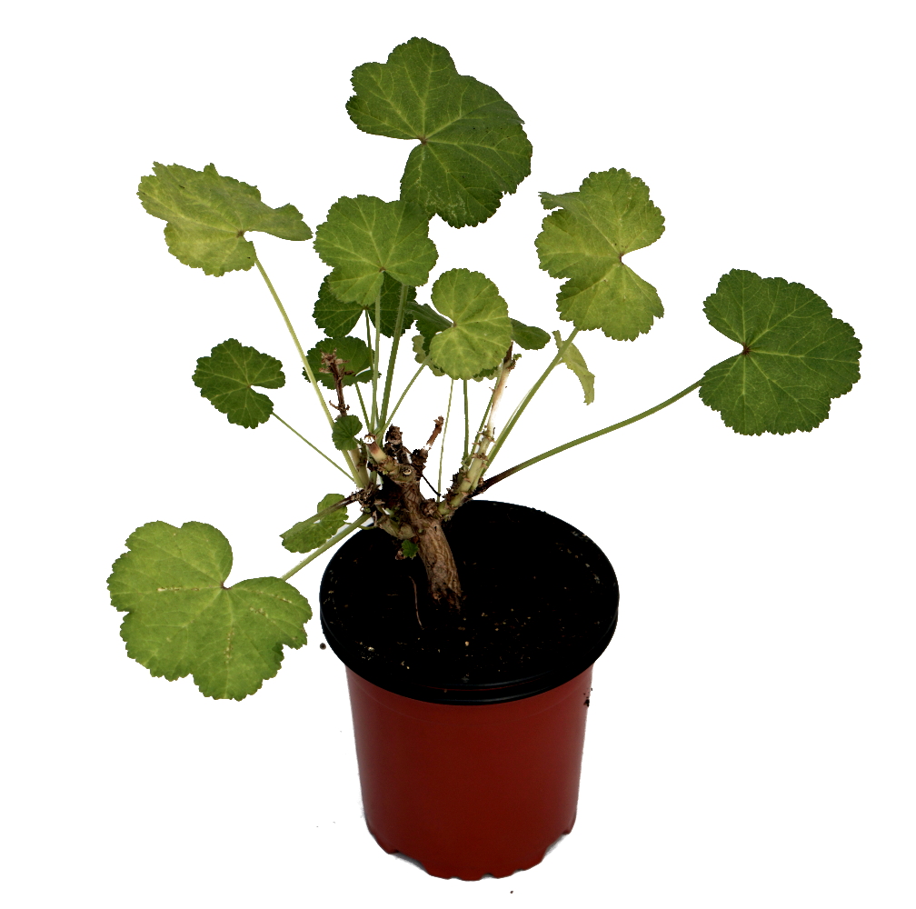 Malva