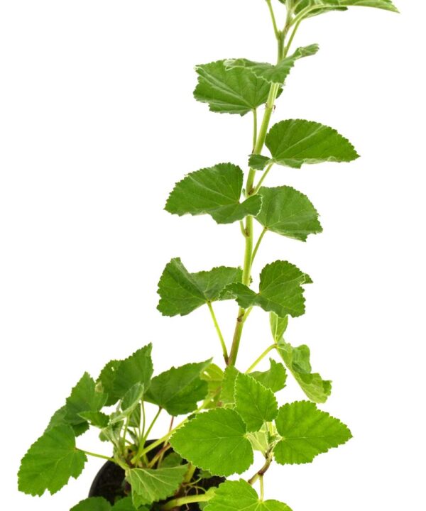 Malvavisco