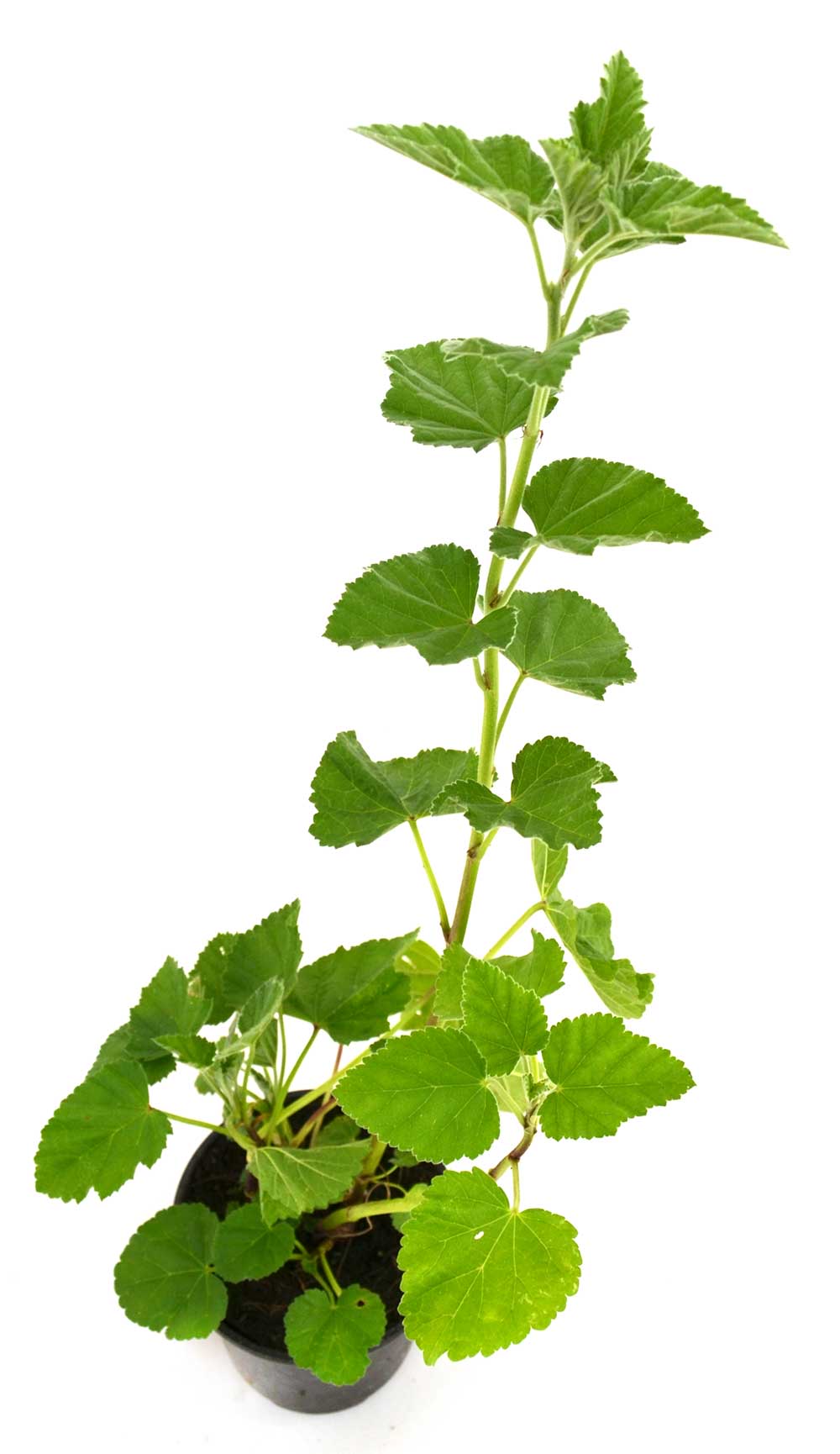 Malvavisco