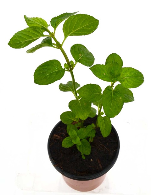 Menta poleo