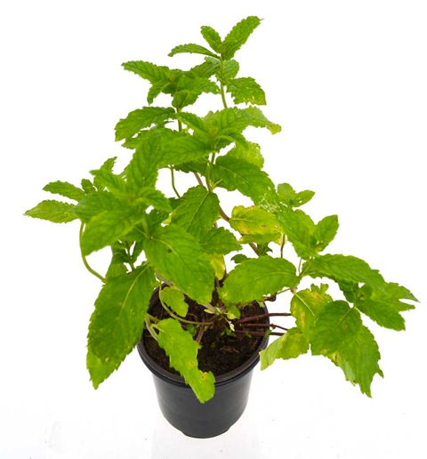 Menta hierbabuena
