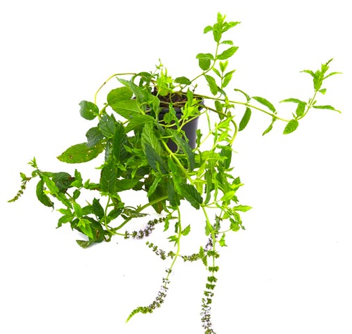 Menta del té marroquí