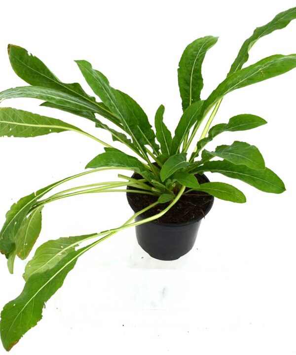 Onagra