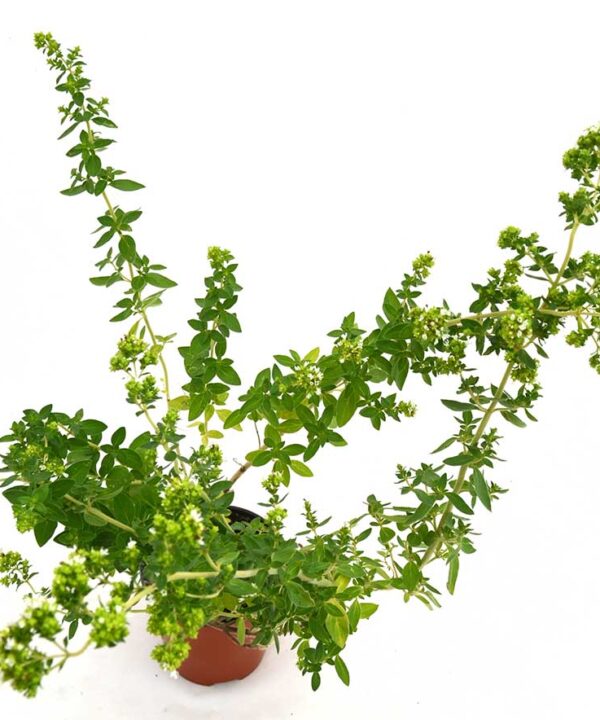 Orégano de Andalucía aromático