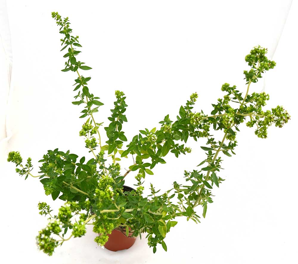 Orégano de Andalucía aromático