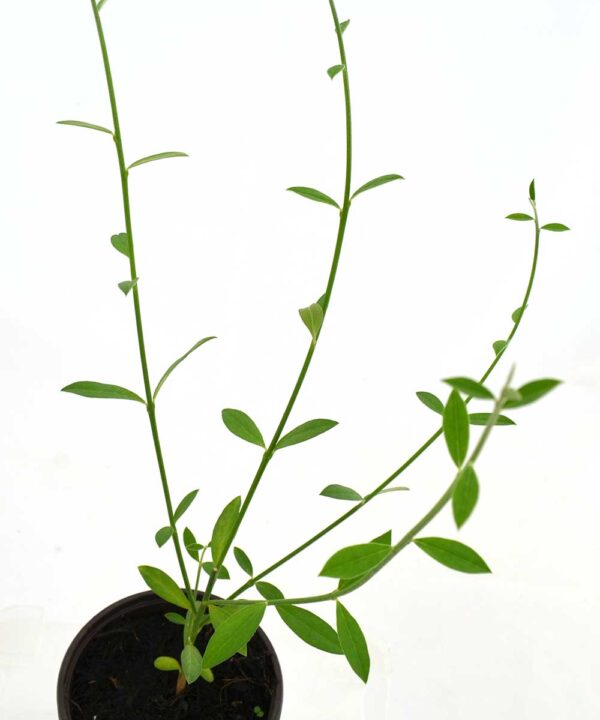 Retama negra