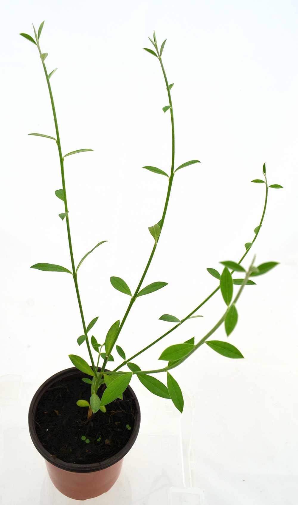 Retama negra