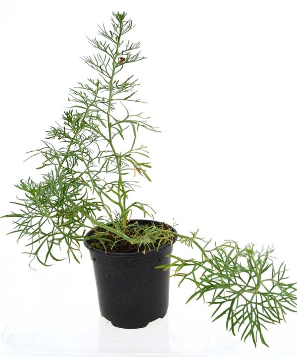 Armala roja (Ruda de Siria)