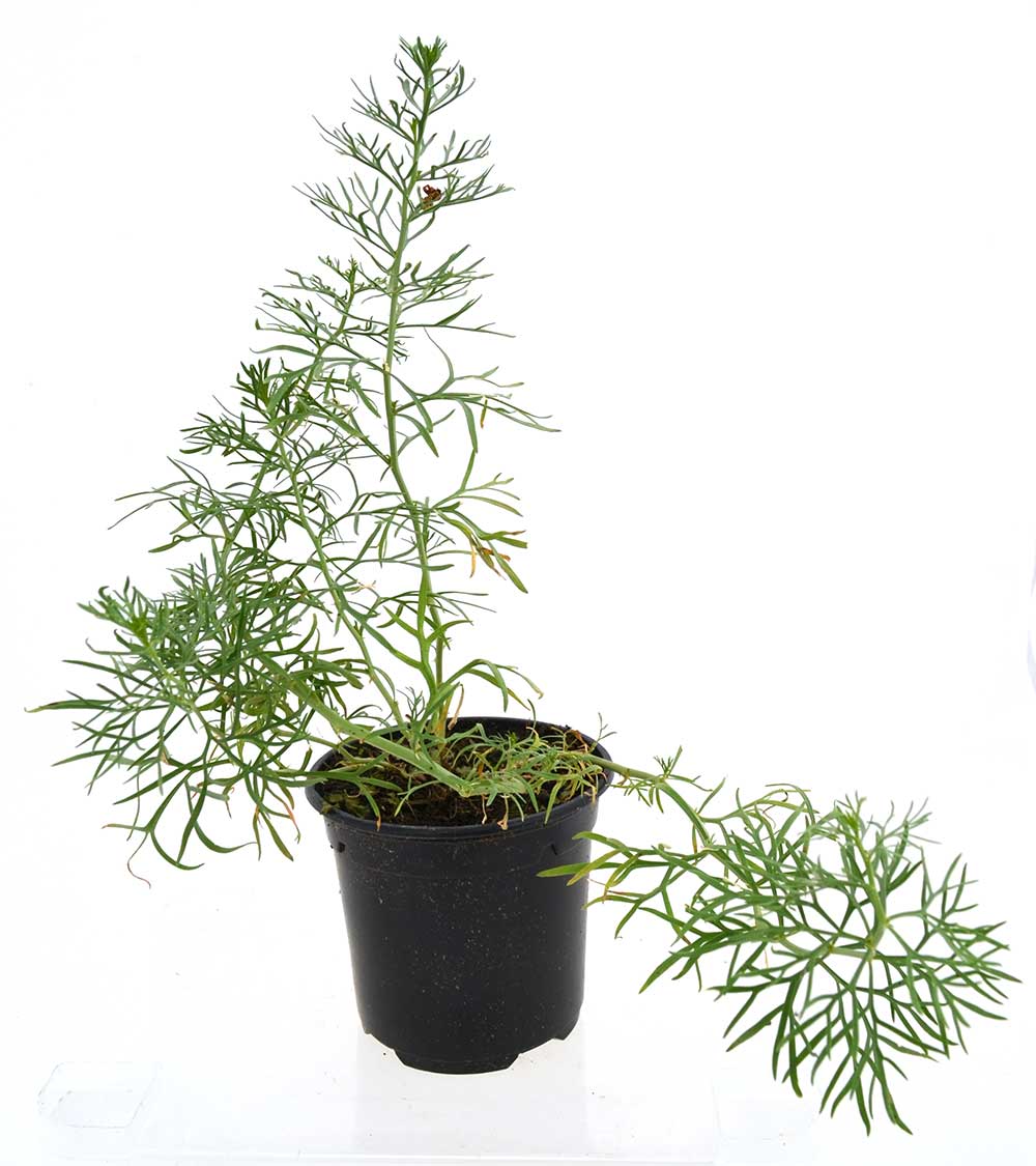 Armala roja (Ruda de Siria)