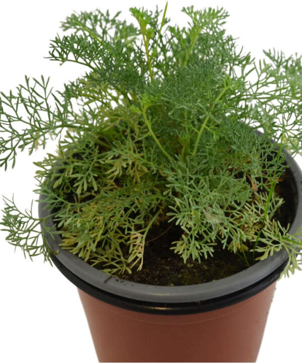 Ruda montesina