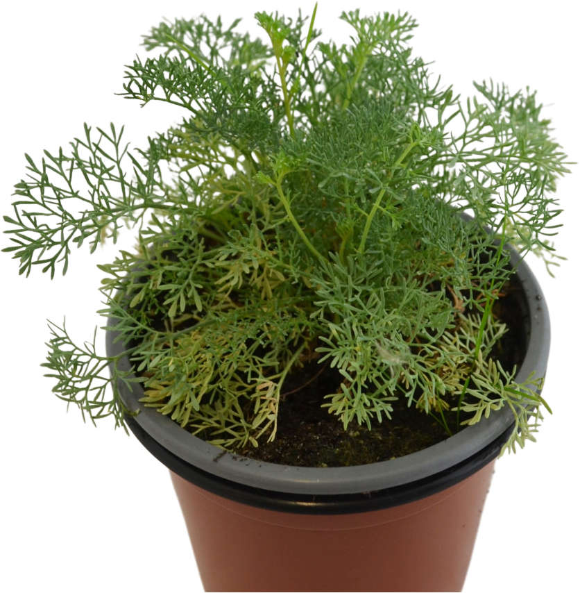 Ruda montesina