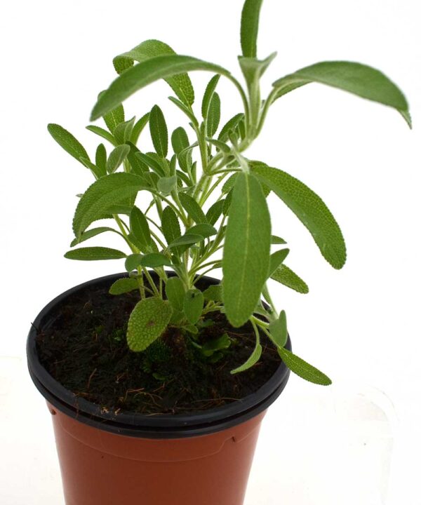 Salvia silvestre
