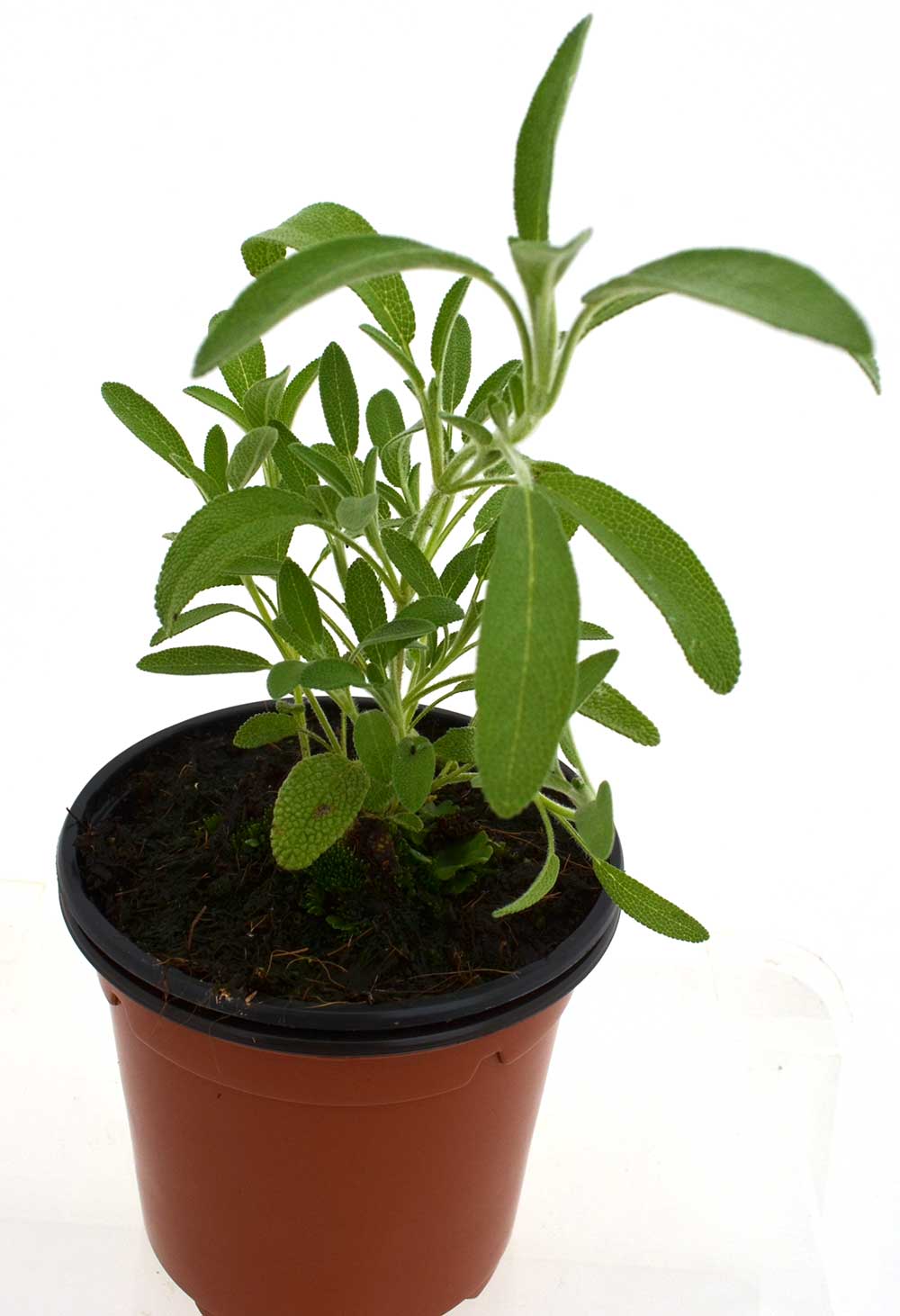 Salvia silvestre